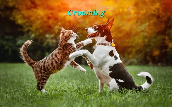 dog-cat-share-playful-adventure-600nw-2432338839