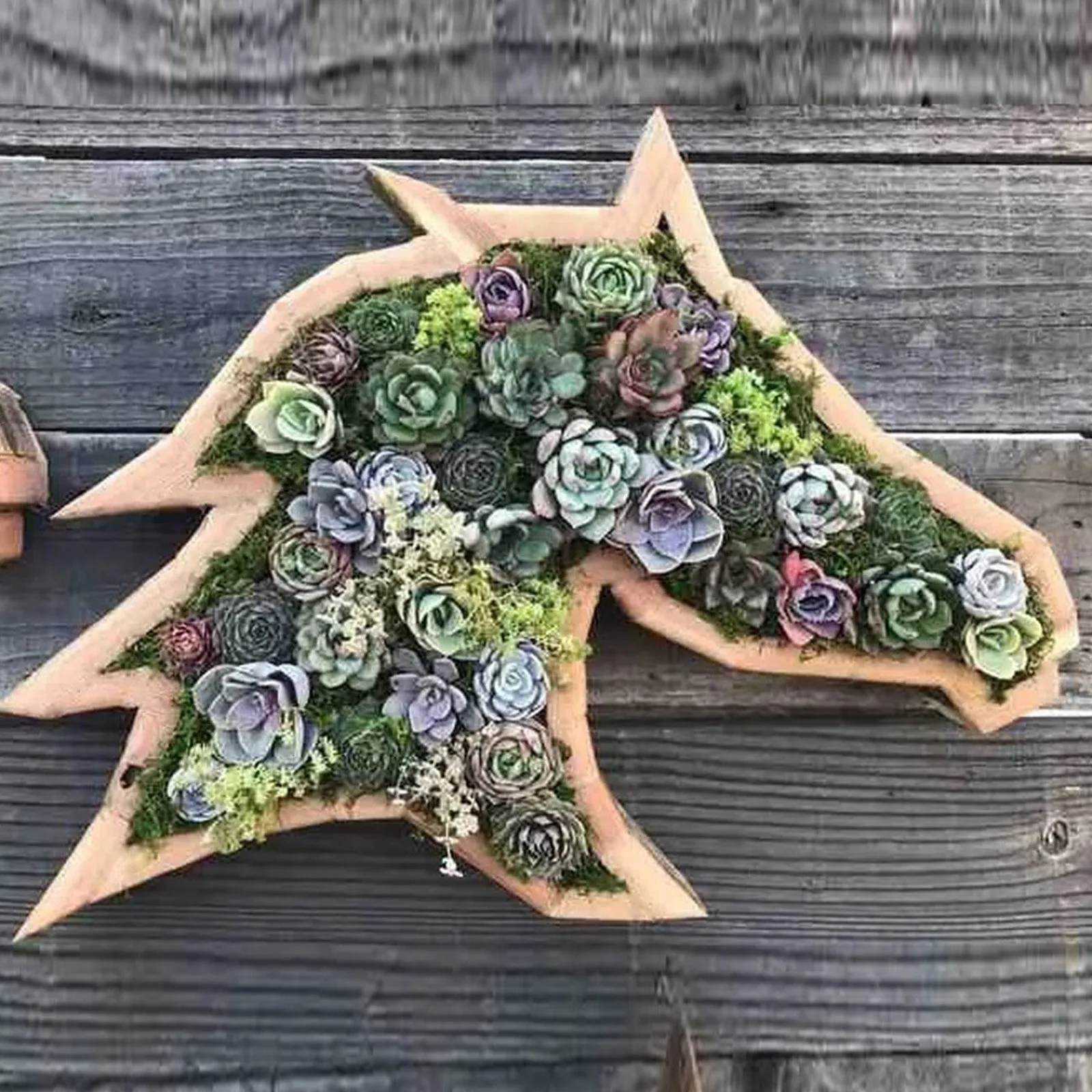 Succulents Planter- Wooden- Turtle, Bull Head- Horse Head- Butterfly- Garden Accessories - Image 10