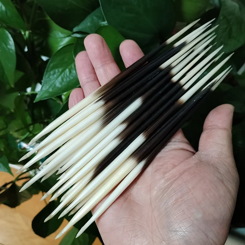 1 LOT African Porcupine Quills- Crafts Accessories- Natural Bone - Image 5