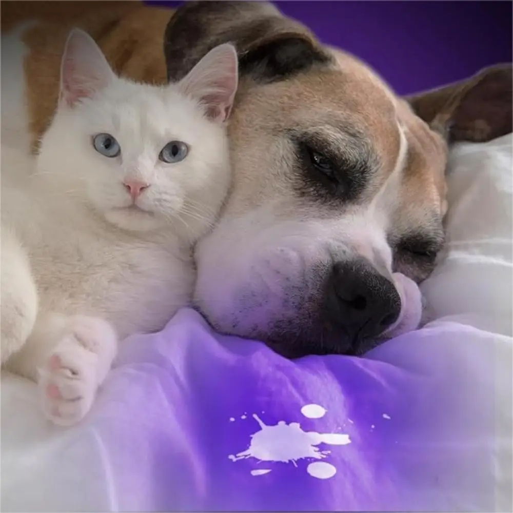 Cat/ Dog Urine Detection UV Flashlight Detects Urine and Pet Stains - Image 3